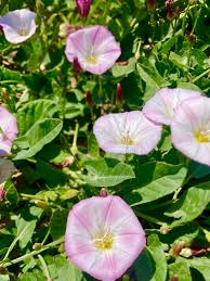 Attēlu rezultāti vaicājumam “Convolvulus arvensis flower”
