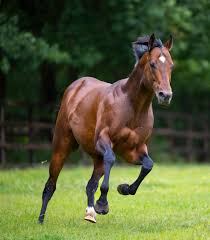 Image result for Bletchingly Badminton Club