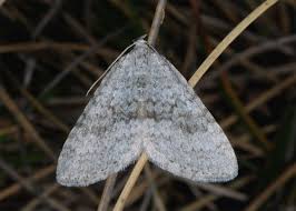 Attēlu rezultāti vaicājumam “Colostygia pectinataria female”