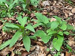 Image result for Allium ursinum