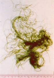 Attēlu rezultāti vaicājumam “Enteromorpha sp.”