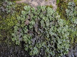 Attēlu rezultāti vaicājumam “Marchantia polymorpha”