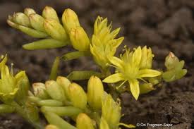Attēlu rezultāti vaicājumam “Sedum acre bud”