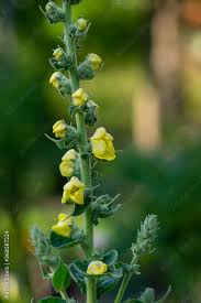 Attēlu rezultāti vaicājumam “Verbascum densiflorum flower”