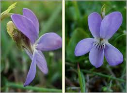 Attēlu rezultāti vaicājumam “Viola canina flower”