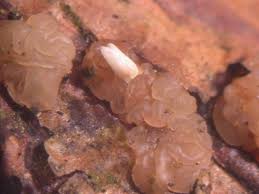 Attēlu rezultāti vaicājumam “Craterocolla cerasi”