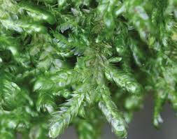 Attēlu rezultāti vaicājumam “Neckera complanata”