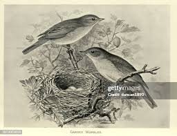 Attēlu rezultāti vaicājumam “Sylvia borin nest”