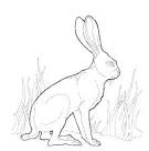 Jackrabbit coloring page