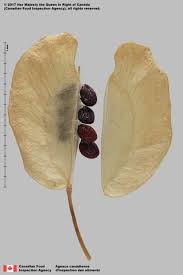 Attēlu rezultāti vaicājumam “Thlaspi arvense”