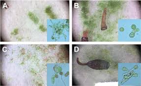 Attēlu rezultāti vaicājumam “Dicranella staphylina”
