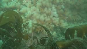 Image result for Hackney Sub Aqua Club (HSAC)