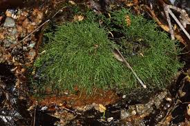 Attēlu rezultāti vaicājumam “Hygroamblystegium varium”