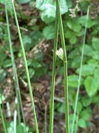 Attēlu rezultāti vaicājumam “Juncus effusus”