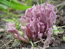 Attēlu rezultāti vaicājumam “Clavulina amethystina”