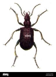 Attēlu rezultāti vaicājumam “Elaphrus cupreus”