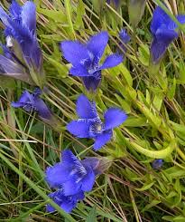 Attēlu rezultāti vaicājumam “Gentianaceae”