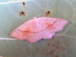 Attēlu rezultāti vaicājumam “Cyclophora punctaria”
