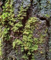 Attēlu rezultāti vaicājumam “Pogonatum nanum”