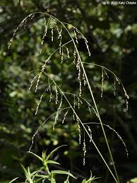 Attēlu rezultāti vaicājumam “Glyceria striata fruit”