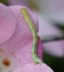 Attēlu rezultāti vaicājumam “Earophila badiata”