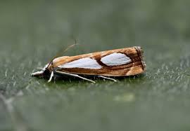 Attēlu rezultāti vaicājumam “Catoptria permutatellus”