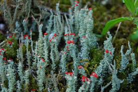 Attēlu rezultāti vaicājumam “Cladonia floerkeana”