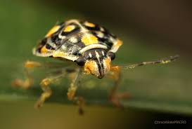 Attēlu rezultāti vaicājumam “Pentatomidae”