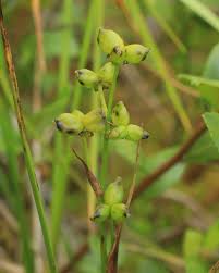 Attēlu rezultāti vaicājumam “Scheuchzeria palustris flower”
