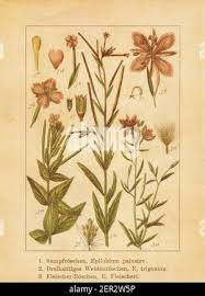 Attēlu rezultāti vaicājumam “Epilobium palustre leaf”