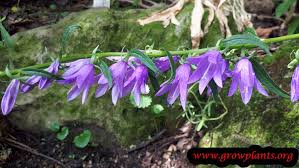 Image result for Campanula formanekiana