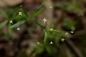 Attēlu rezultāti vaicājumam “Galium trifidum”
