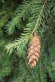 Attēlu rezultāti vaicājumam “Pseudotsuga menziesii fruit”