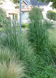 Attēlu rezultāti vaicājumam “Calamagrostis stricta”