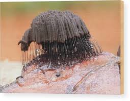 Attēlu rezultāti vaicājumam “Stemonitis fusca young”