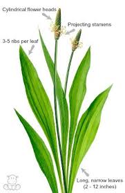 Attēlu rezultāti vaicājumam “Plantago lanceolata leaf”