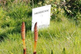 Attēlu rezultāti vaicājumam “Riccia sorocarpa macro”