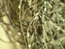 Attēlu rezultāti vaicājumam “Bryoria capillaris”