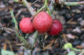 Attēlu rezultāti vaicājumam “Rosa villosa”