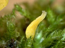 Attēlu rezultāti vaicājumam “Calocera glossoides”