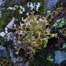 Attēlu rezultāti vaicājumam “Cetraria islandica”