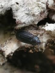 Attēlu rezultāti vaicājumam “Grynocharis oblonga”