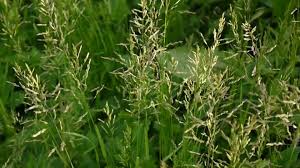 Attēlu rezultāti vaicājumam “Poa pratensis”