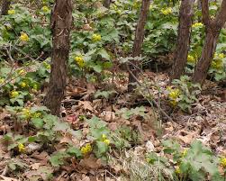 Attēlu rezultāti vaicājumam “Berberidaceae”