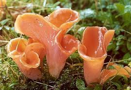 Attēlu rezultāti vaicājumam “Tremiscus helvelloides”