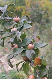 Attēlu rezultāti vaicājumam “Mespilus germanica fruit”