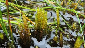 Attēlu rezultāti vaicājumam “Calliergon trifarium”