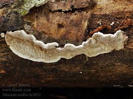 Attēlu rezultāti vaicājumam “Datronia mollis”