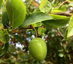 Attēlu rezultāti vaicājumam “Taphrina padi”