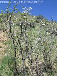 Attēlu rezultāti vaicājumam “Prunus domestica subsp. domestica leaf”